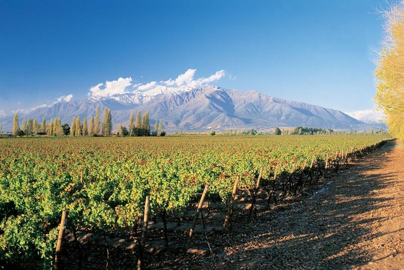 Vùng trồng nho và sản xuất Chile